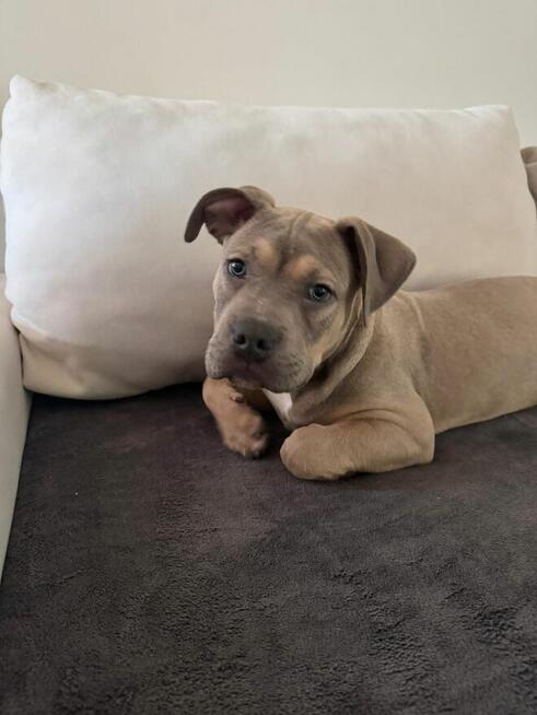 Piękny piesek Amstaff tricolor