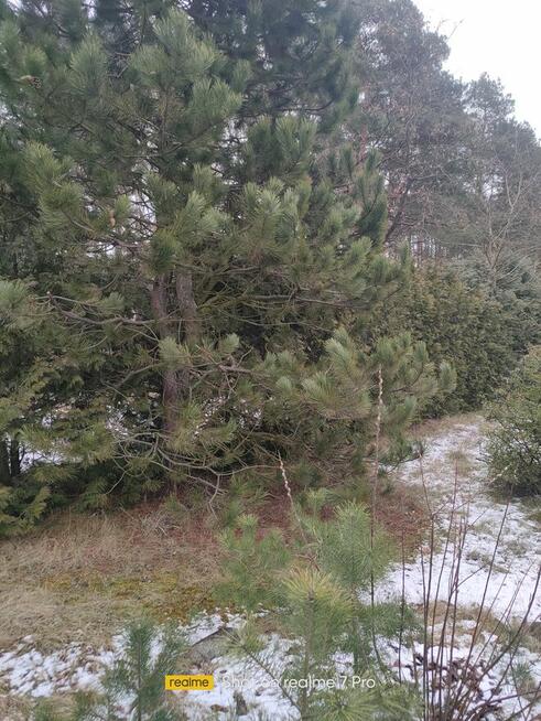 Działka RODO w Pile. Działki Zalesie.