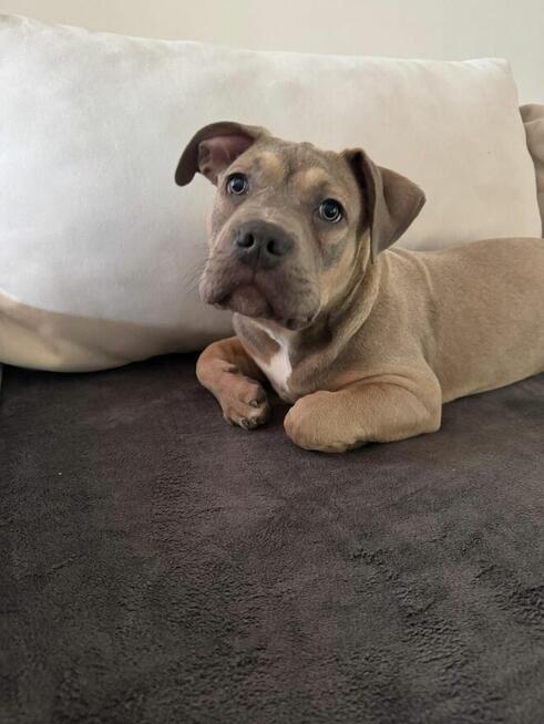 Piękny piesek Amstaff tricolor