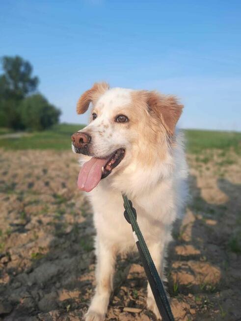 Leila - przepiękna, łagodna, ułożona sunia!