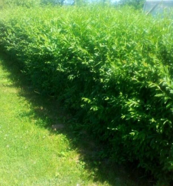 Żywopłot sadzonki Ligustr pospolity 1,50 zł