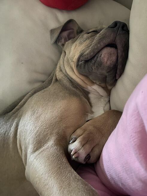 Piękny piesek Amstaff tricolor