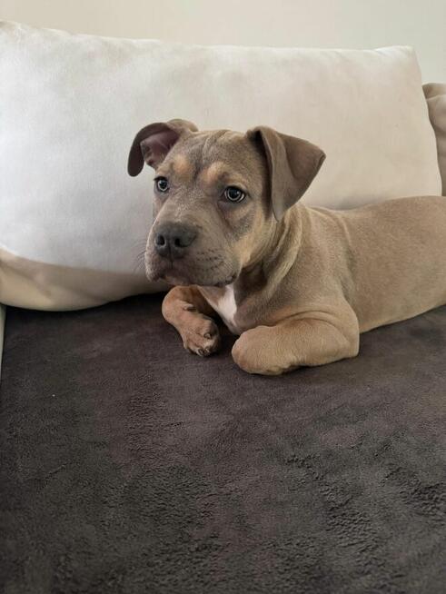 Piękny piesek Amstaff tricolor