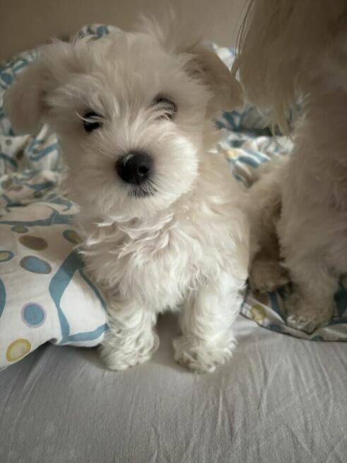 Maltańczyk gotowy do odbioru :))