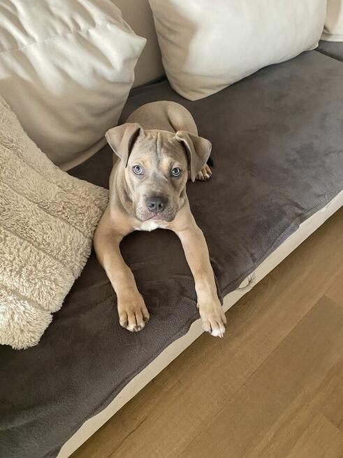 Piękny piesek Amstaff tricolor