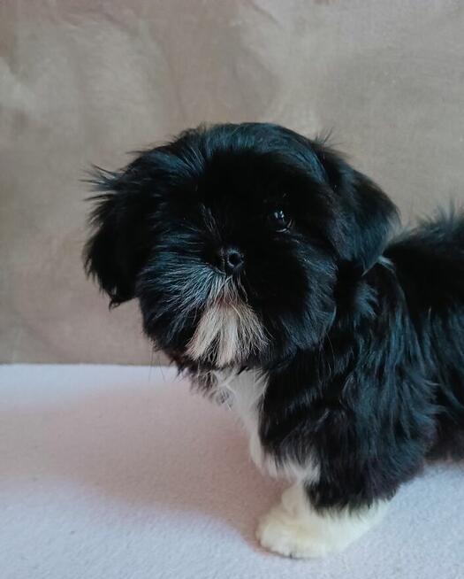 Prześliczny maleńki chłopiec Shih Tzu gotowy do odbioru