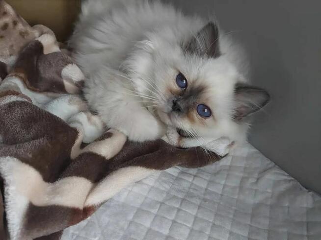 Transport zwierząt psów kotów cała Polska i nie tylko