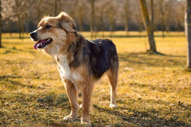 Dunkan-cudowny pozytywny pies do adopcji-podarun dom