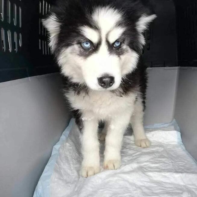 Transport zwierząt psów kotów cała Polska i nie tylko