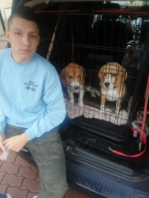 Transport zwierząt psów kotów cała Polska i nie tylko