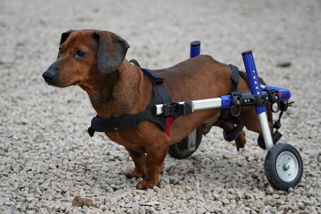 Bleus czeka na wymarzony dom!