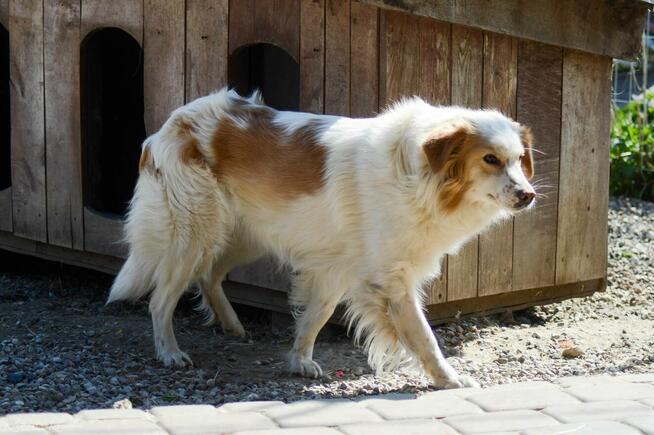 Leila - przepiękna, łagodna, ułożona sunia!