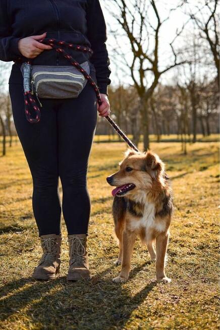 Dunkan-cudowny pozytywny pies do adopcji-podarun dom