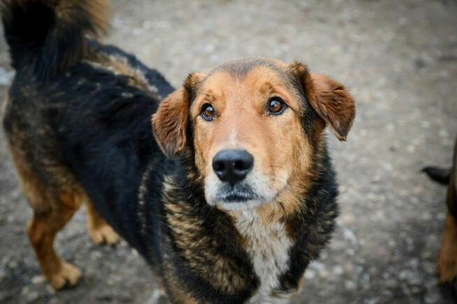 Kapral - wesoły, przyjazny, niezwykle oddany pies!