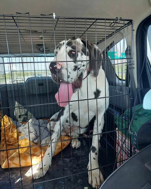 Transport zwierząt psów kotów cała Polska i nie tylko