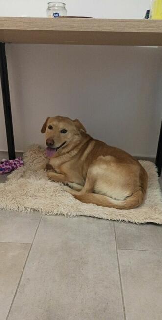 Oddam psa w dobre ręce