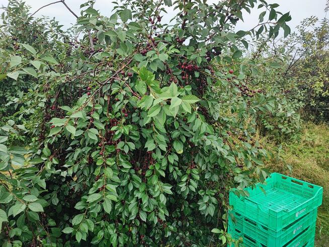 Pracownicy z Ukrainy