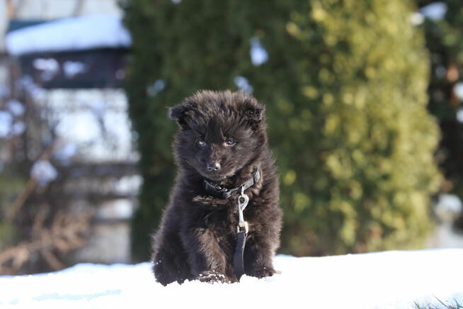 Owczarki Niemieckie - szczeniak czarny