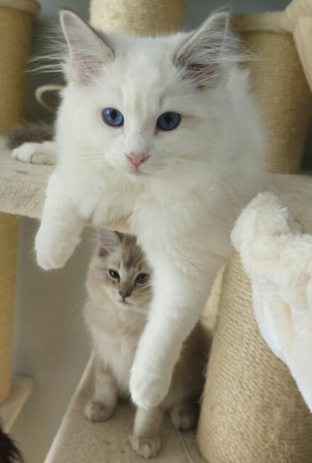Ragdoll Kocurek do hodowli blue bicolor Lynx