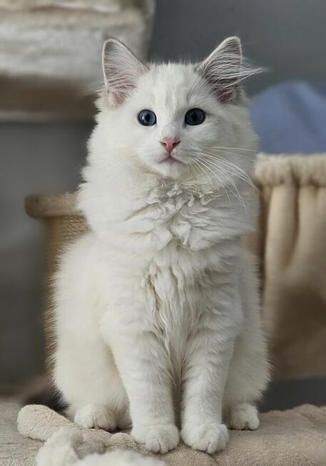 Ragdoll Kocurek do hodowli blue bicolor Lynx