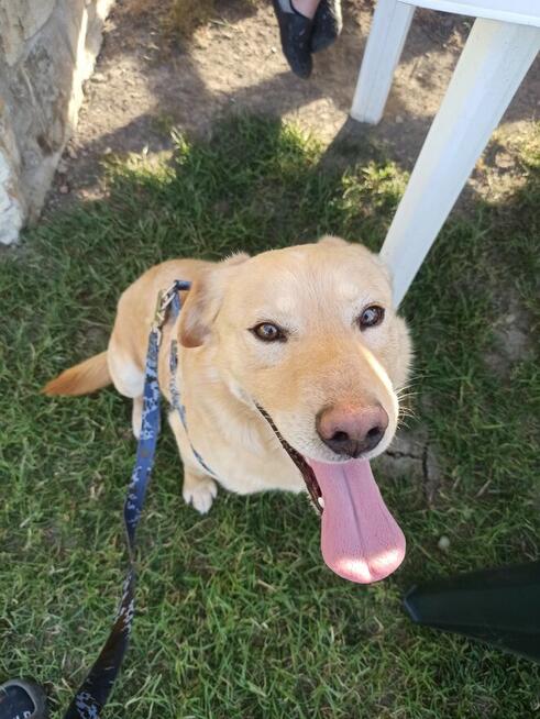 Oddam psa w dobre ręce