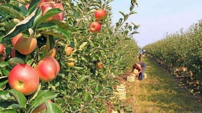 Pracownicy z Ukrainy