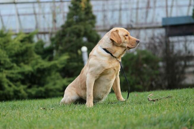 Labrador biszkoptowy pies