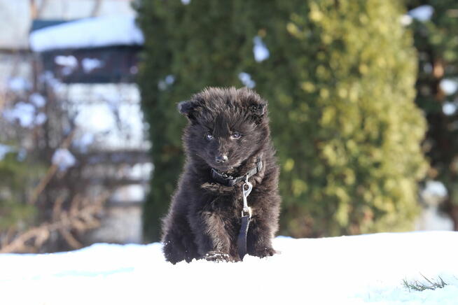Owczarki Niemieckie - szczeniak czarny
