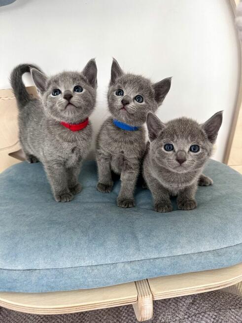 Kocięta Rosyjskie Niebieskie
