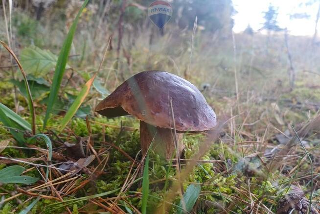 Działka Dorotowo z WZ