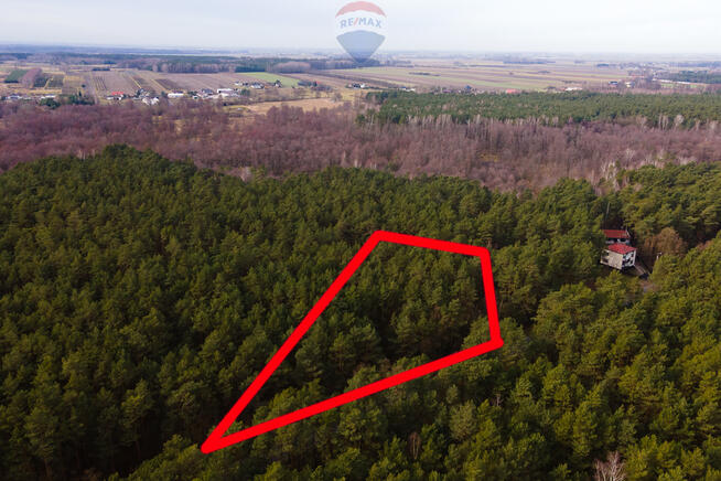 Działka budowlana w lesie - Ziewanice gmina Głowno