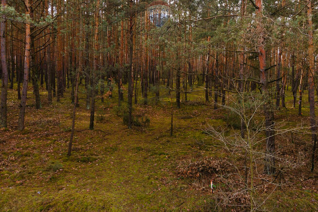 Działka budowlana w lesie - Ziewanice gmina Głowno