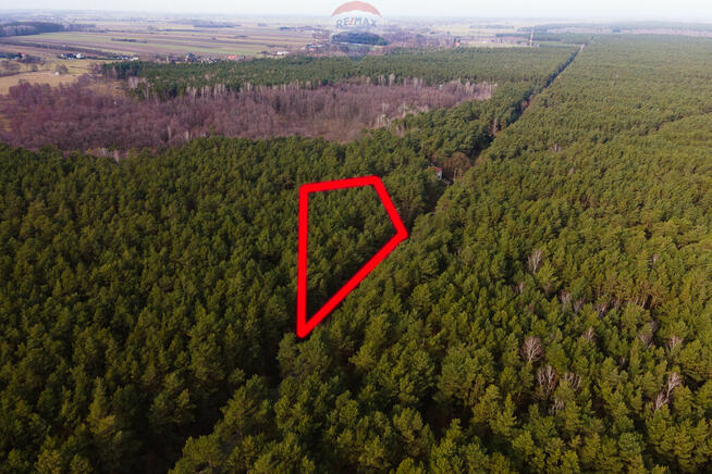 Działka budowlana w lesie - Ziewanice gmina Głowno