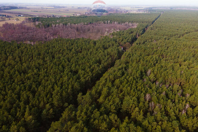 Działka budowlana w lesie - Ziewanice gmina Głowno