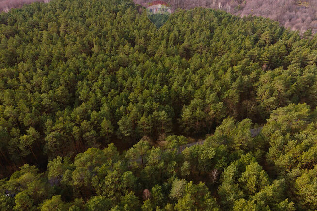 Działka budowlana w lesie - Ziewanice gmina Głowno