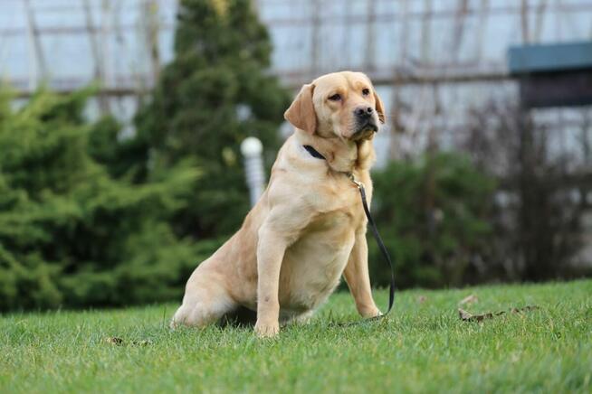 Labrador biszkoptowy pies
