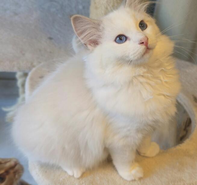 Ragdoll Kocurek do hodowli blue bicolor Lynx