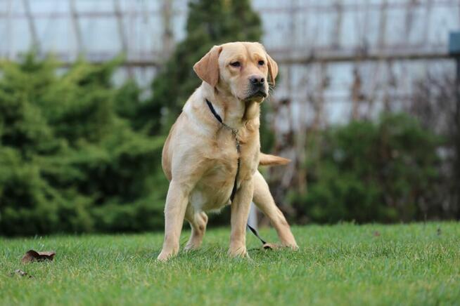 Labrador biszkoptowy pies