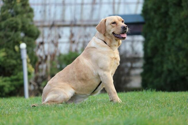 Labrador biszkoptowy pies