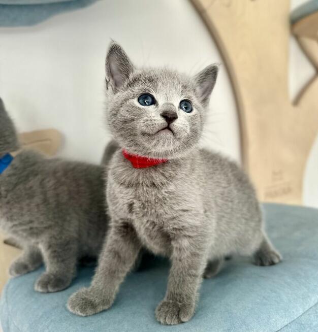 Kocięta Rosyjskie Niebieskie