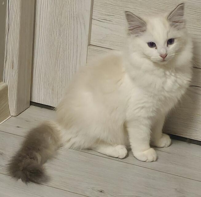 Ragdoll Kocurek do hodowli blue bicolor Lynx