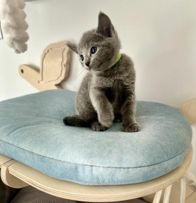 Kocięta Rosyjskie Niebieskie