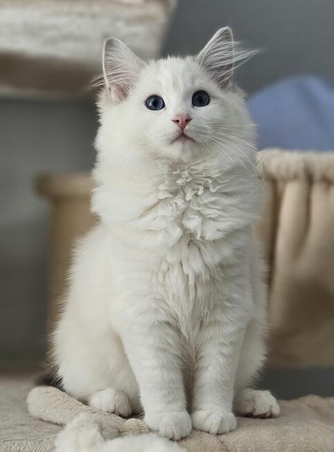 Ragdoll Kocurek do hodowli blue bicolor Lynx