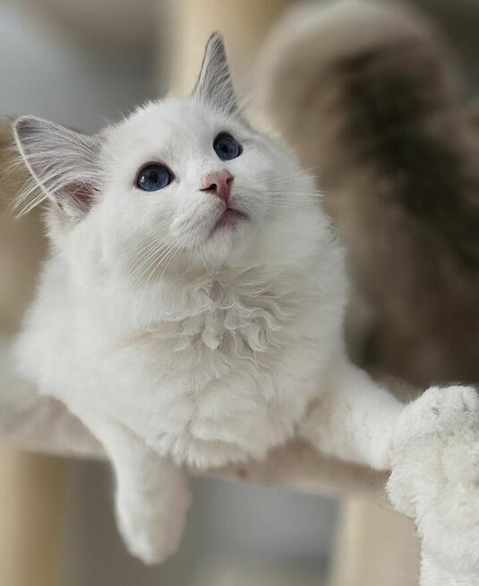 Ragdoll Kocurek do hodowli blue bicolor Lynx