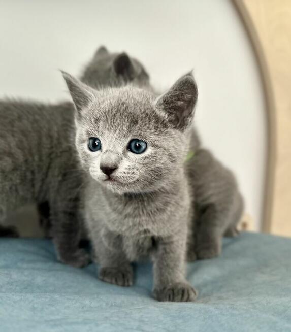 Kocięta Rosyjskie Niebieskie