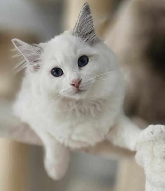 Ragdoll Kocurek do hodowli blue bicolor Lynx