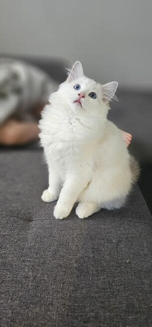 Ragdoll Kocurek do hodowli blue bicolor Lynx