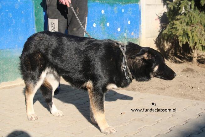 As szuka właściciela