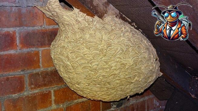 Usuwanie gniazd os i szerszeni