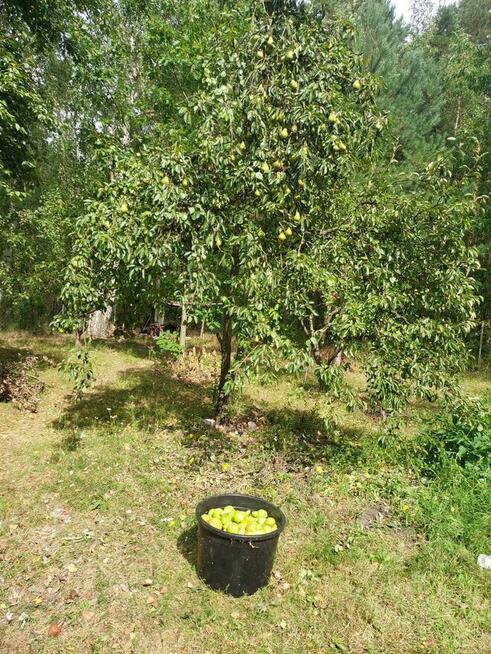 Dzialka 900 m2 z domkiem holenderskim